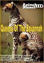 Королевы саванны — Queens Of The Savannah (2009-2012) 1,2 сезоны